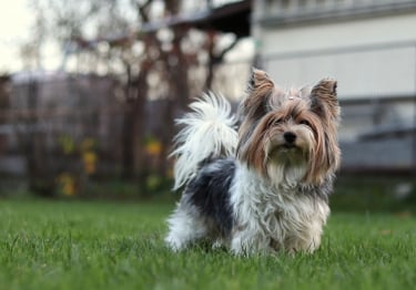 Photo : chien de race Biewer Yorkshire sur Woopets