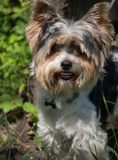 Photo : chien de race Biewer Yorkshire sur Woopets