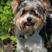 Photo de Biewer Yorkshire