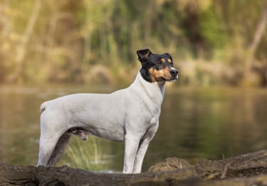 Photo : chien de race Ratonero Bodeguero Andaluz sur Woopets