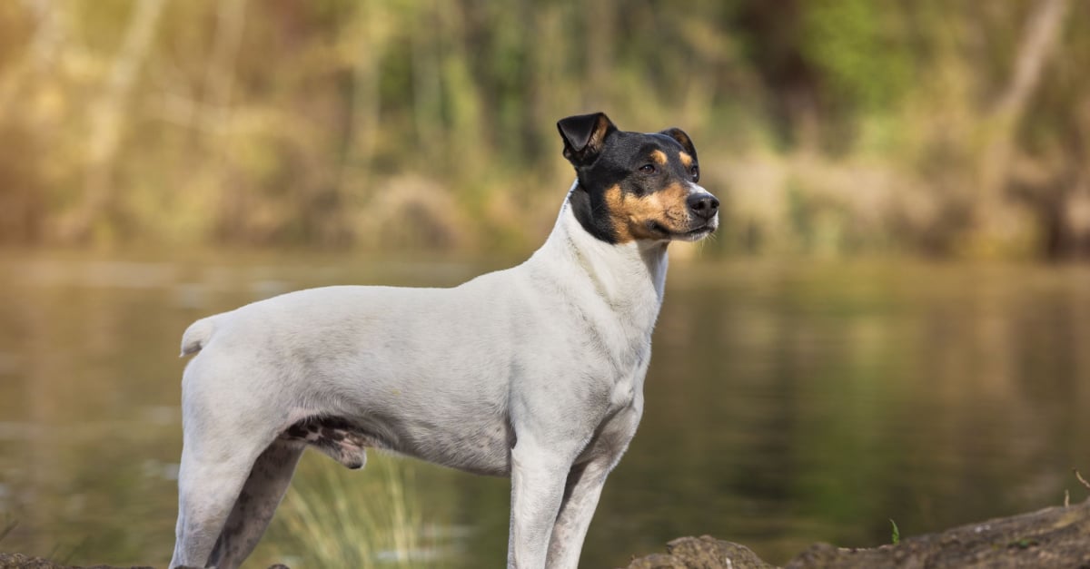 Ratonero Bodeguero Andaluz Caractere Sante Alimentation Prix Et Entretien