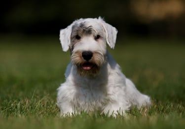 Photo : chien de race Sealyham Terrier sur Woopets