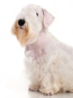 Photo : chien de race Sealyham Terrier sur Woopets