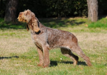 Photo : chien de race Spinone sur Woopets