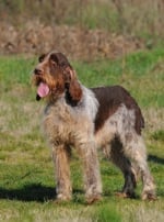 Photo : chien de race Spinone sur Woopets