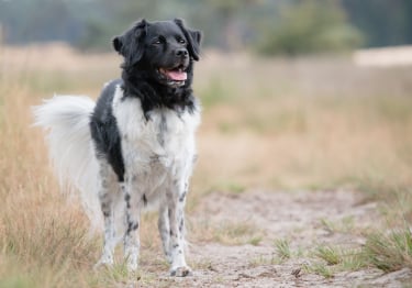 Photo : chien de race Chien d'arrêt frison sur Woopets