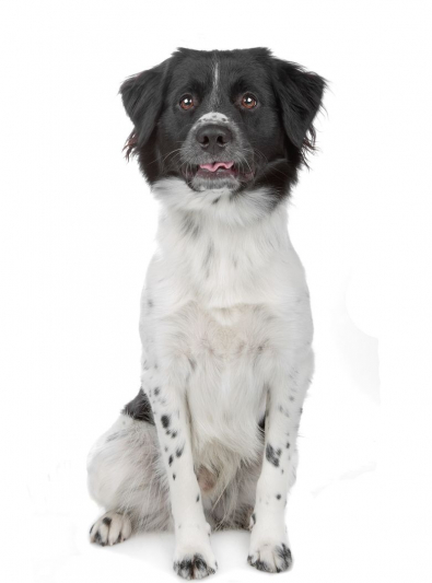 Photo : chien de race Chien d'arrêt frison sur Woopets