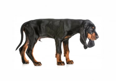 Photo : chien de race Black and Tan Coonhound sur Woopets