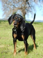 Photo : chien de race Black and Tan Coonhound sur Woopets