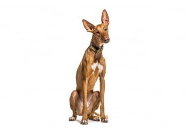 Photo : chien de race Podenco Canario sur Woopets