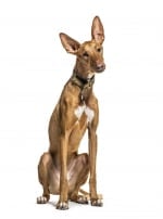 Photo : chien de race Podenco Canario sur Woopets