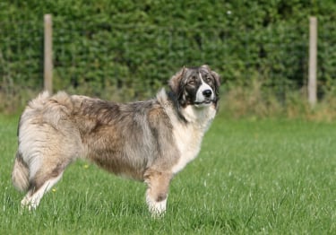 Photo : chien de race Chien de Berger Roumain des Carpathes sur Woopets