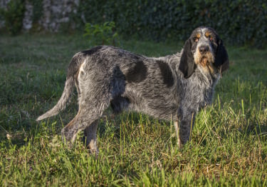 Photo : chien de race Griffon Bleu de Gascogne sur Woopets