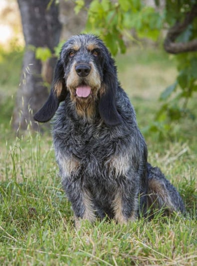 Photo : chien de race Griffon Bleu de Gascogne sur Woopets