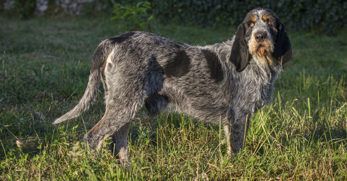 Blue Gascony Griffon