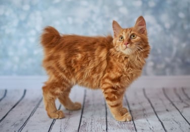 Photo : chat de race American Bobtail sur Woopets