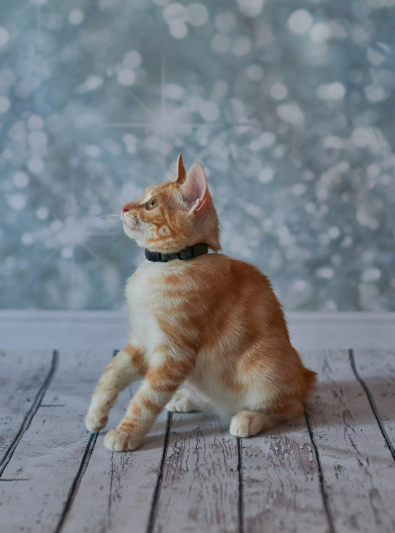 Photo : chat de race American Bobtail sur Woopets
