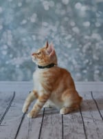 Photo : chat de race American Bobtail sur Woopets