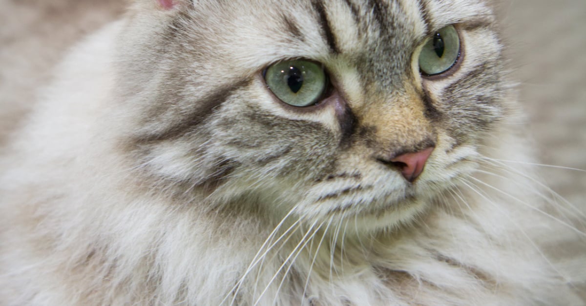 American Curl Caractere Sante Alimentation Prix Et Entretien