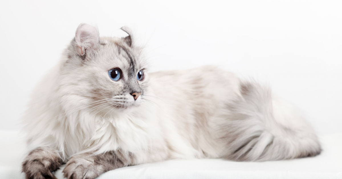 American Curl : caractère, santé, alimentation, prix et entretien
