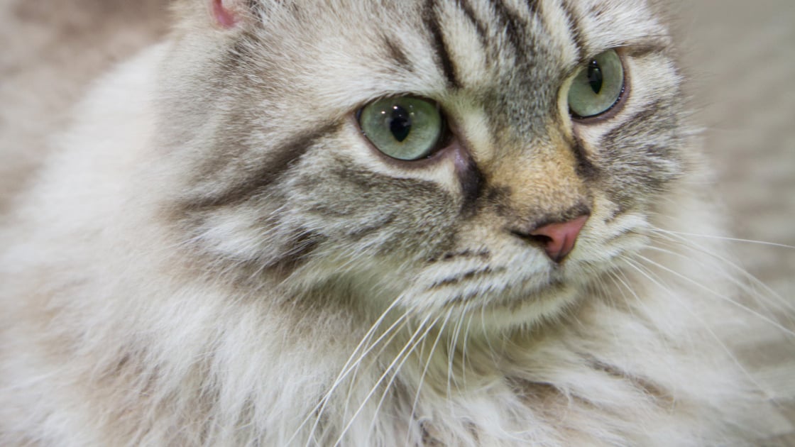 American Curl Caractere Sante Alimentation Prix Et Entretien