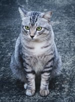 Photo : chat de race American Shorthair sur Woopets