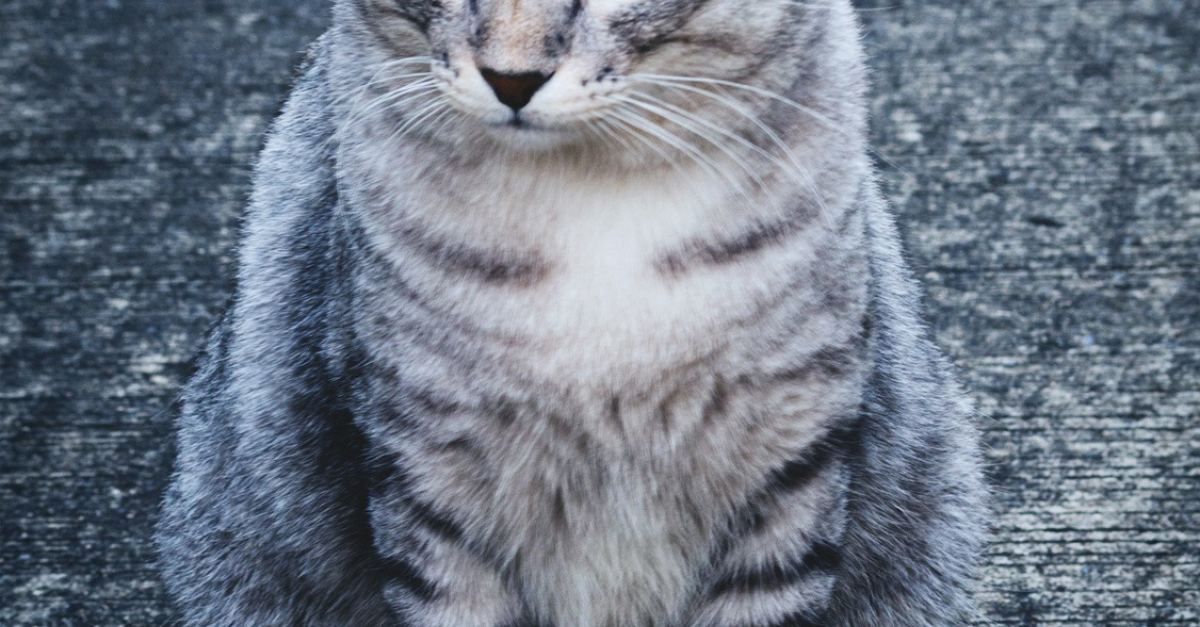 American Shorthair Caractere Sante Alimentation Prix Et Entretien American Shorthair Caractere Sante Alimentation Prix Et Entretien