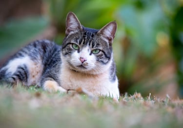 Photo : chat de race American Wirehair sur Woopets