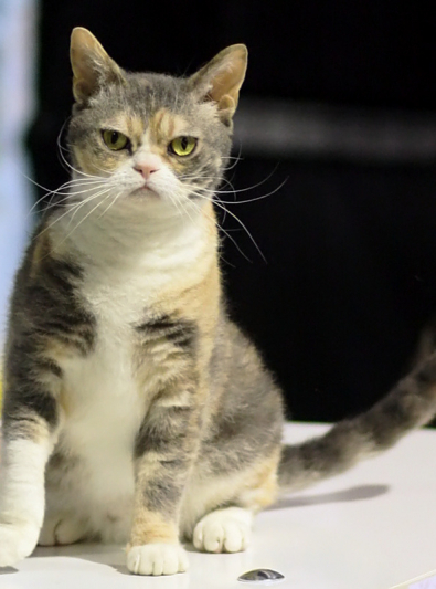 Photo : chat de race American Wirehair sur Woopets