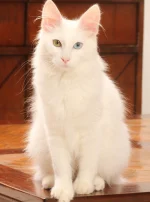 Photo : chat de race Angora Turc sur Woopets