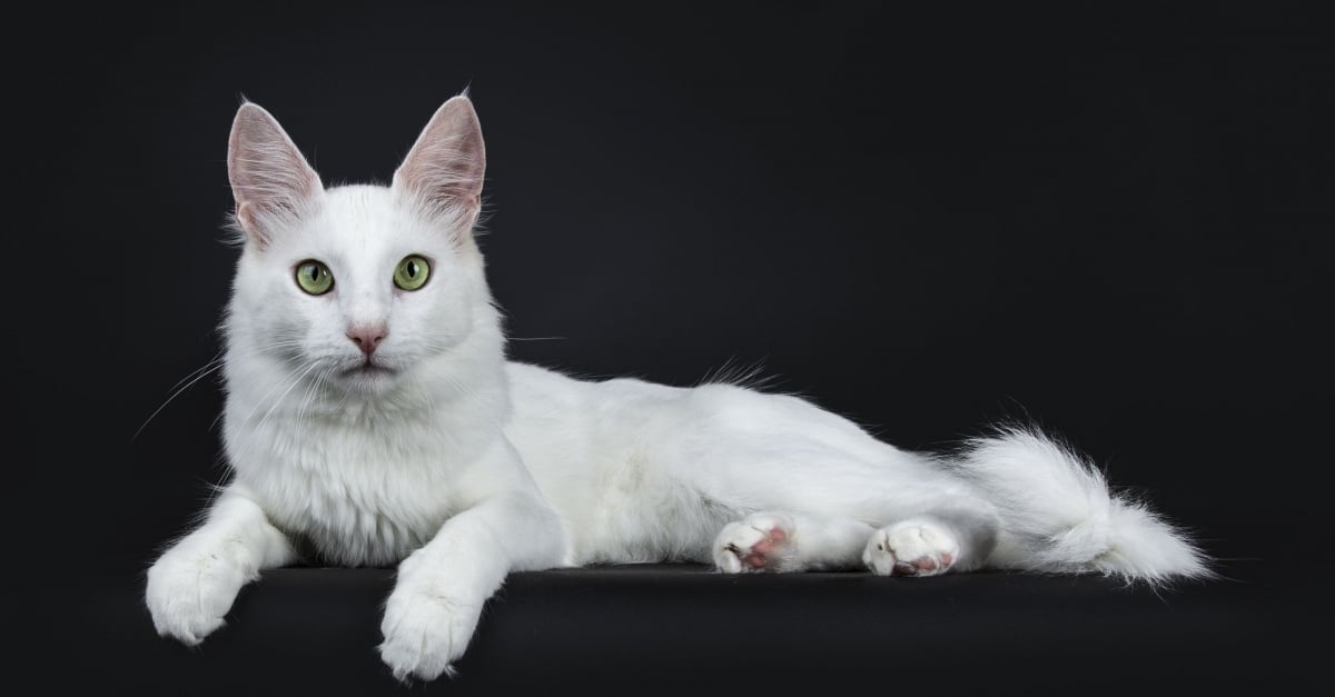 Angora Turc Caractere Sante Alimentation Prix Et Entretien