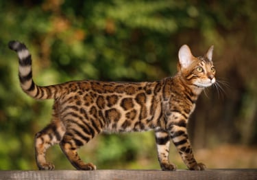 Photo : chat de race Bengal sur Woopets