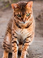 Photo : chat de race Bengal sur Woopets