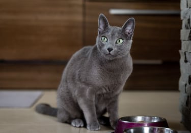 Photo : chat de race Bleu Russe sur Woopets