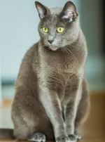 Photo : chat de race Bleu Russe sur Woopets