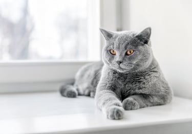 Photo : chat de race British Shorthair sur Woopets