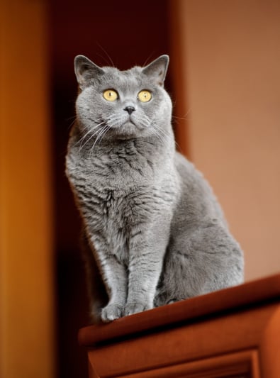 British Shorthair Caractere Sante Alimentation Prix Et Entretien