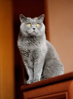 Photo : chat de race British Shorthair sur Woopets