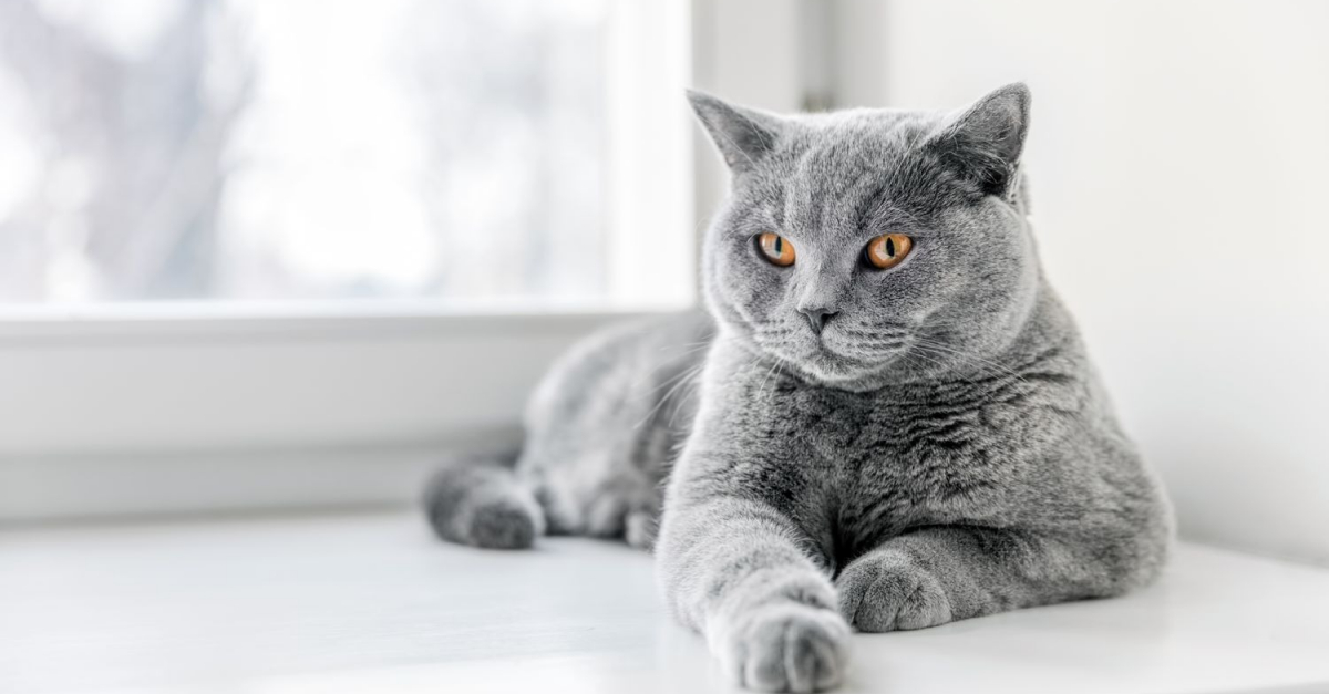 British Shorthair Caractere Sante Alimentation Prix Et Entretien