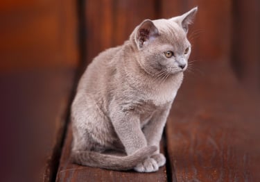 Photo : chat de race Burmese sur Woopets