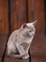 Photo : chat de race Burmese sur Woopets