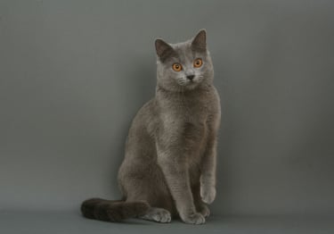 Photo : chat de race Chartreux sur Woopets