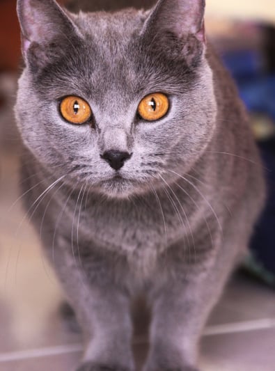 Chartreux Caractere Sante Alimentation Prix Et Entretien