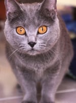 Photo : chat de race Chartreux sur Woopets