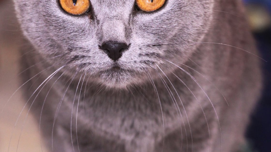 Chartreux Caractere Sante Alimentation Prix Et Entretien