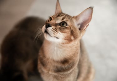 Photo : chat de race Chausie sur Woopets