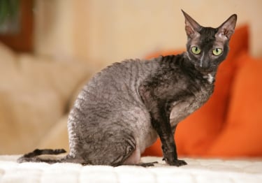 Photo : chat de race Cornish Rex sur Woopets