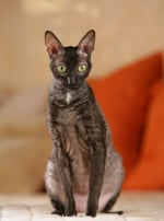 Photo : chat de race Cornish Rex sur Woopets