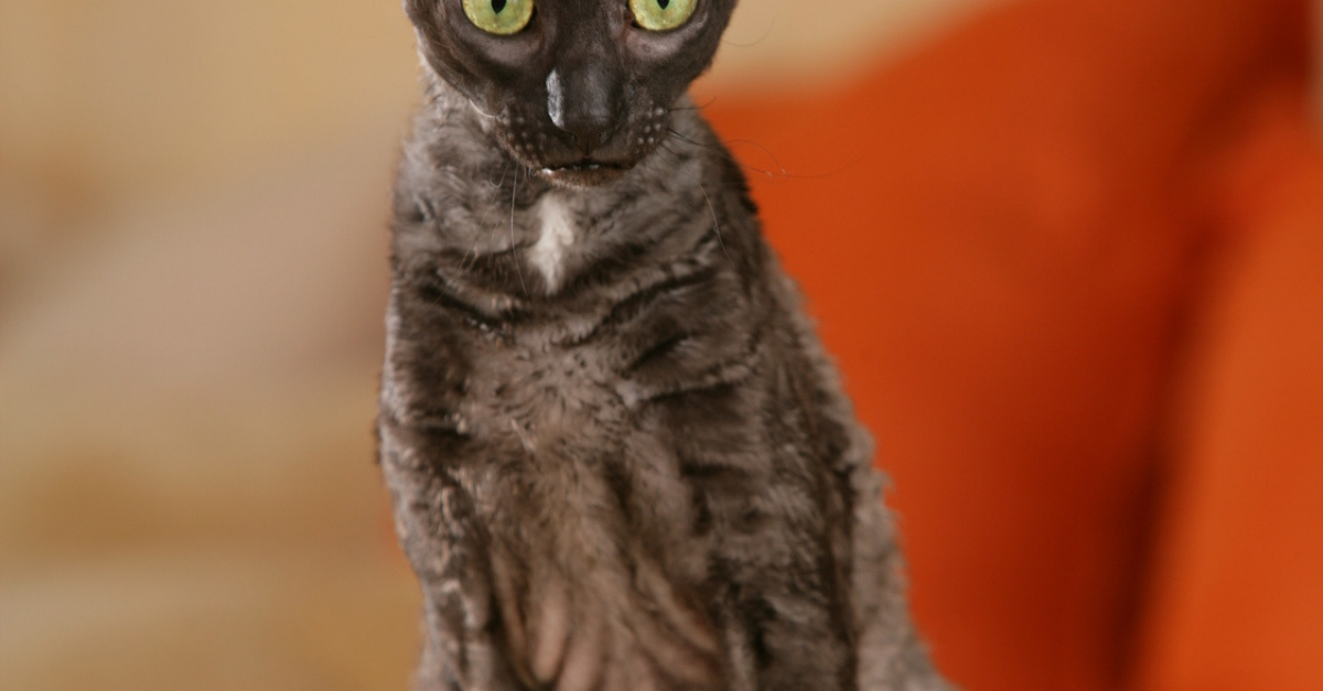 graisse noir chatte fermer