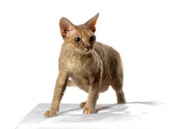 Photo : chat de race Devon Rex sur Woopets